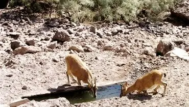 فروپاشی زنجیره حیات در فلات مرکزی ایران