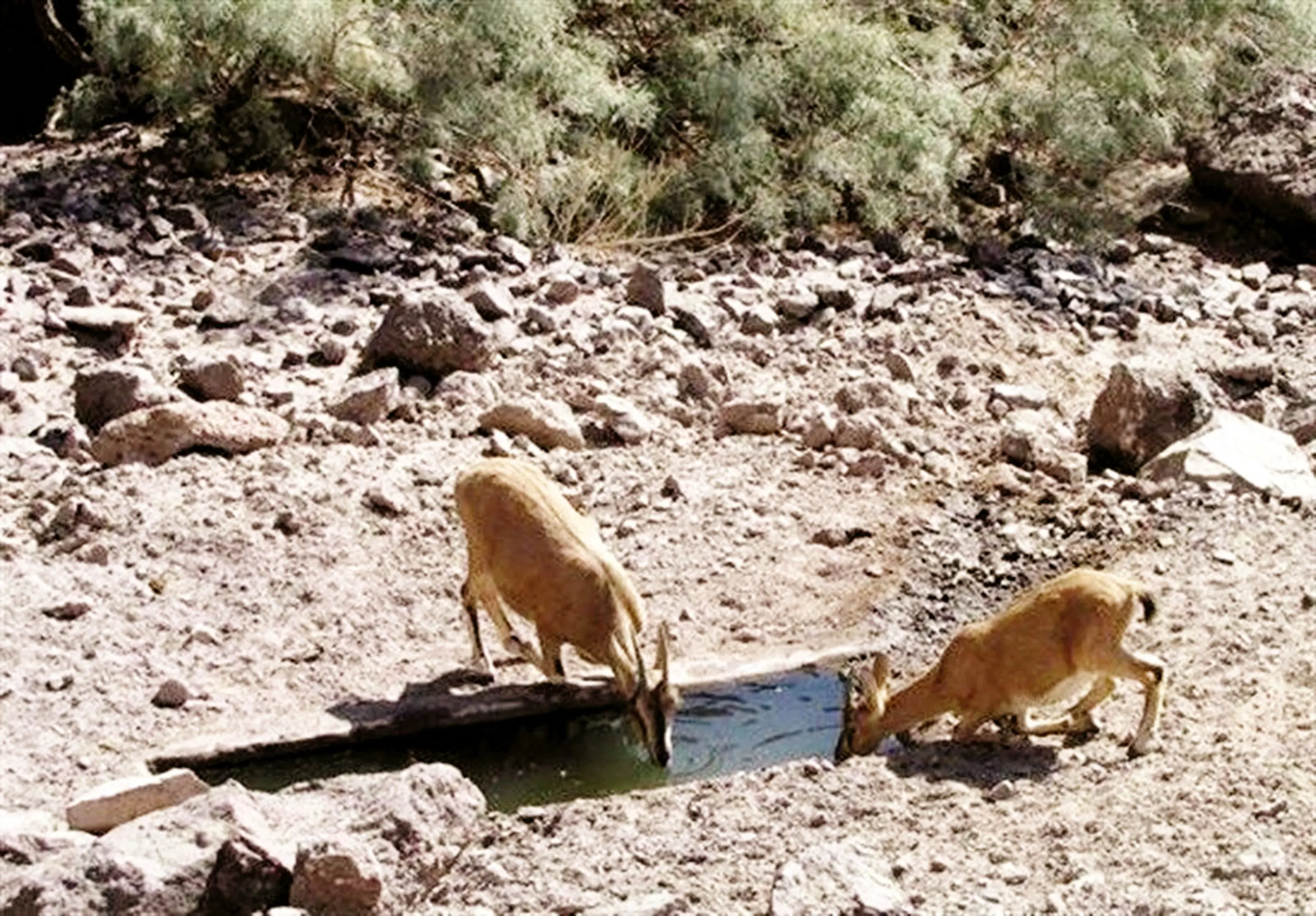 فروپاشی زنجیره حیات در فلات مرکزی ایران