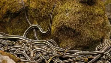 بزرگ‌ترین مهمانی ۷۵۰۰۰ مار در جهان