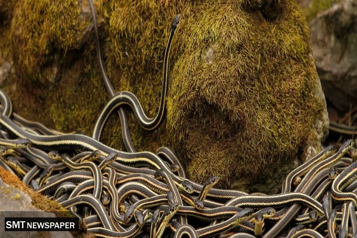 بزرگ‌ترین مهمانی ۷۵۰۰۰ مار در جهان