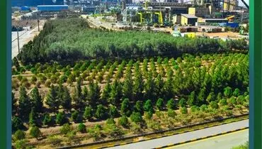 گام بلند ارفع برای صنعتی سبزتر؛ توسعه فضای سبز کارخانه در مسیر اجرا