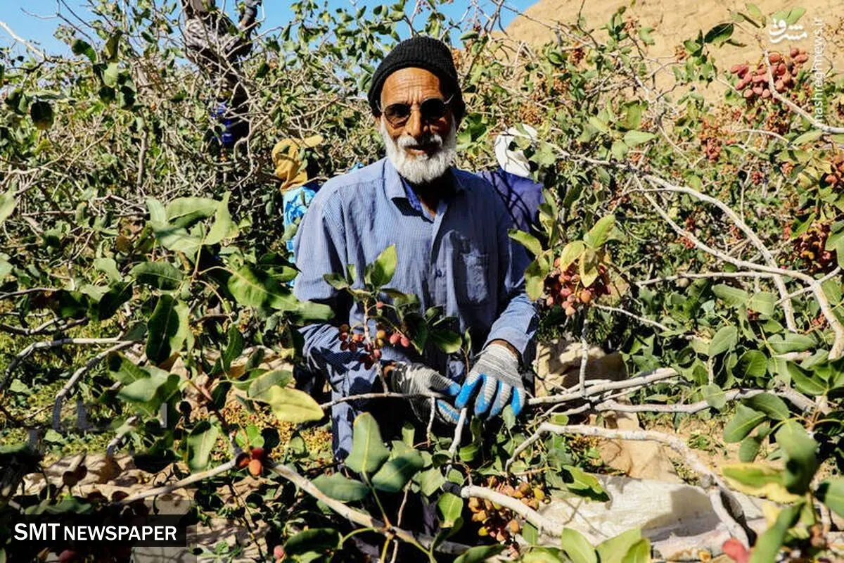  لبخند تلخ طلای سبز به کشاورزان