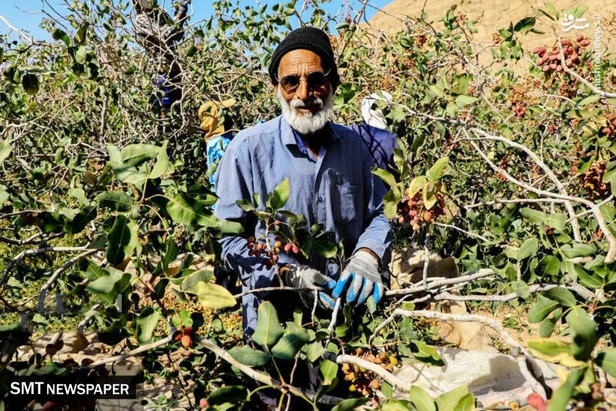 لبخند تلخ طلای سبز به کشاورزان