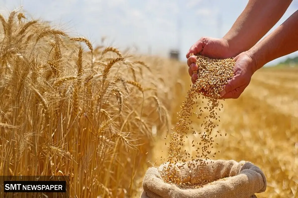 آغاز پرداخت غرامت ۱۱۰۰ میلیاردی به گندم‌کاران