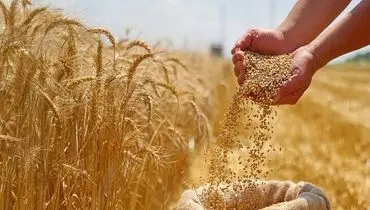 آغاز پرداخت غرامت ۱۱۰۰ میلیاردی به گندم‌کاران