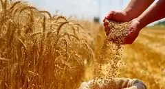آغاز پرداخت غرامت ۱۱۰۰ میلیاردی به گندم‌کاران