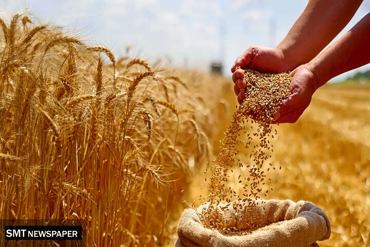 آغاز پرداخت غرامت ۱۱۰۰ میلیاردی به گندم‌کاران
