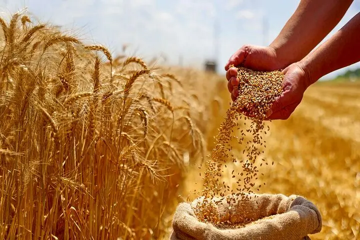 آغاز پرداخت غرامت ۱۱۰۰ میلیاردی به گندم‌کاران