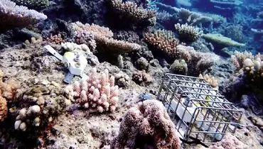 3 سناریو برای زوال مرجان‌ها