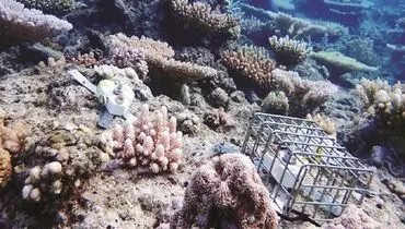 3 سناریو برای زوال مرجان‌ها