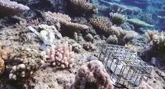 3 سناریو برای زوال مرجان‌ها