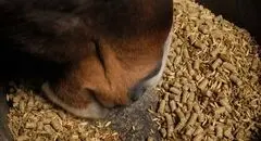 معجونی از مواد طبیعی: کنسانتره اسب و مزایای آن