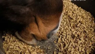 معجونی از مواد طبیعی: کنسانتره اسب و مزایای آن