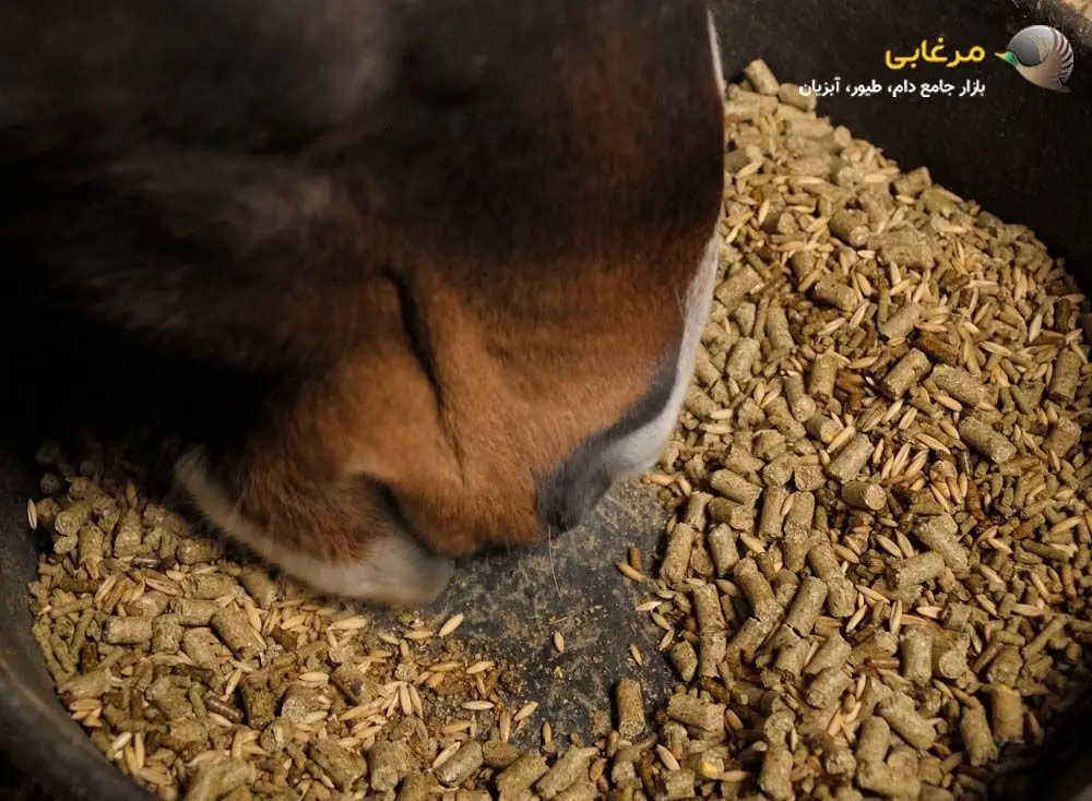 معجونی از مواد طبیعی: کنسانتره اسب و مزایای آن