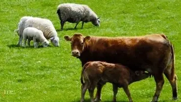 قیمت دام زنده امروز یکشنبه ۶ مهر ۱۴۰۴ + جدول