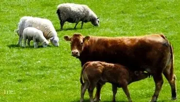 قیمت دام زنده امروز یکشنبه ۶ مهر ۱۴۰۴ + جدول