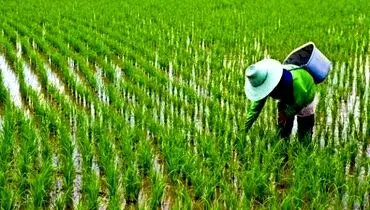 مزیت‌های ارقام محلی و پر محصول + جزییات 