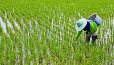 مزیت‌های ارقام محلی و پر محصول + جزییات 