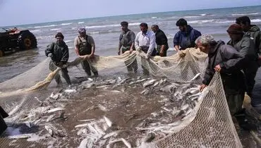 کاهش ۱۰ درصدی قیمت نهایی کالای محبوب با این اقدام