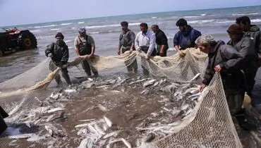 کاهش ۱۰ درصدی قیمت نهایی کالای محبوب با این اقدام