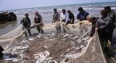 لیست قیمت انواع ماهی ۱۸ بهمن ۱۴۰۴ 