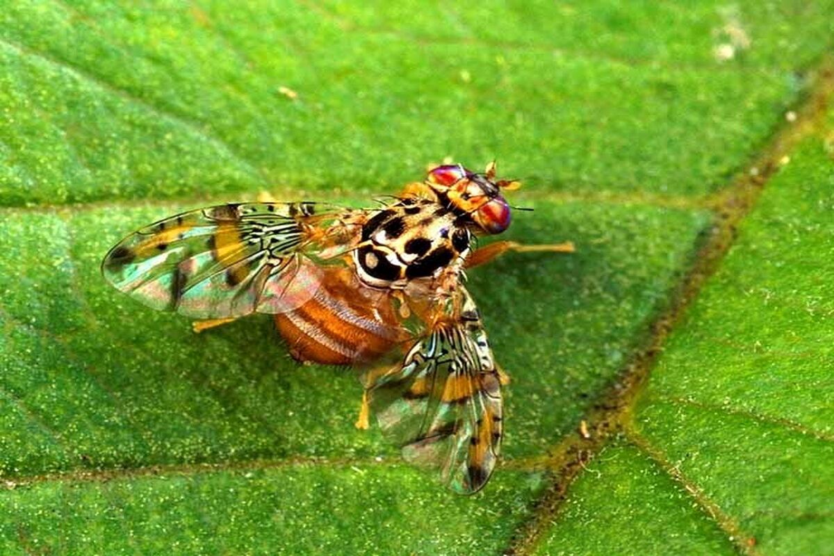  باغات گلستان در محاصره مگس مدیترانه ای 