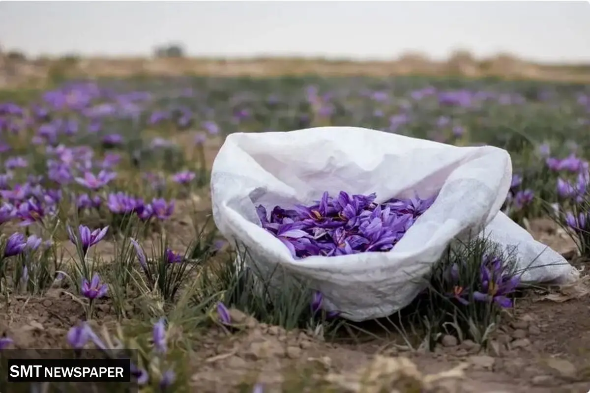 درهای بسته چین به روی طلای سرخ ایران