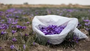 درهای بسته چین به روی طلای سرخ ایران