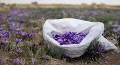 درهای بسته چین به روی طلای سرخ ایران