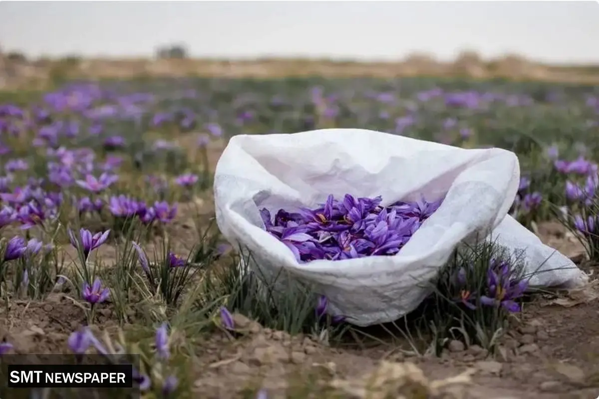 درهای بسته چین به روی طلای سرخ ایران