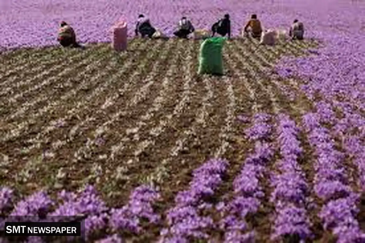 بازار جهانی زعفران را مانند بازار پسته از دست ندهیم
