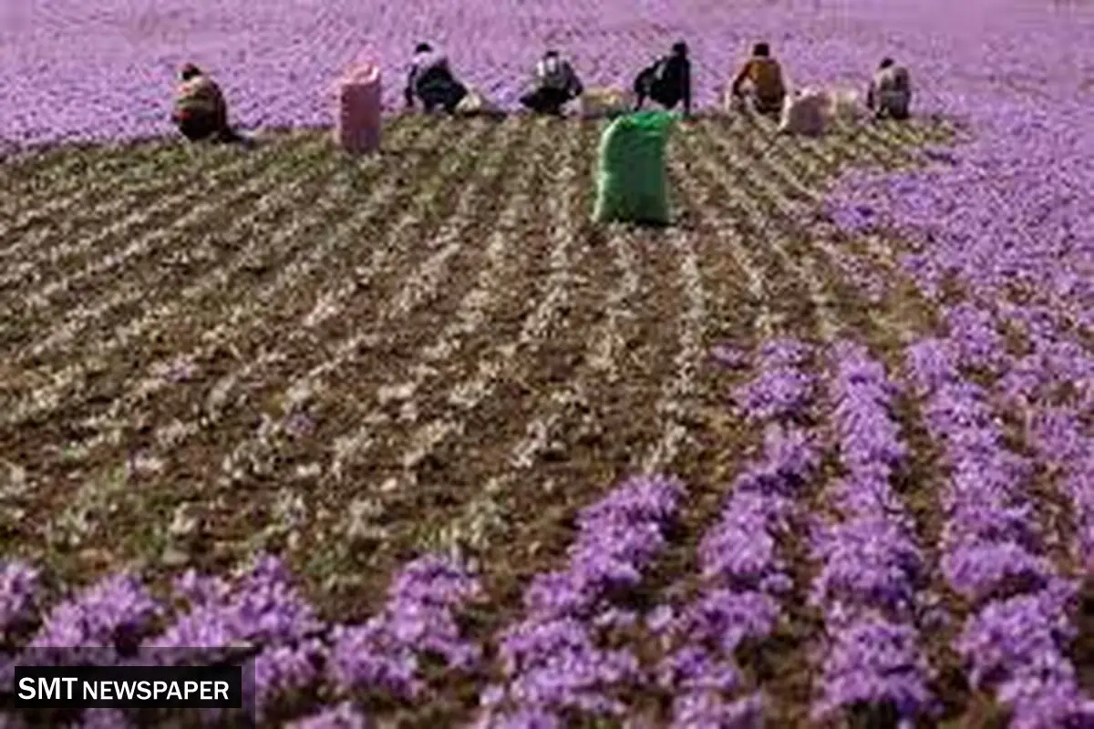 بازار جهانی زعفران را مانند بازار پسته از دست ندهیم