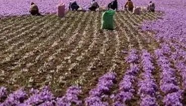 بازار جهانی زعفران را مانند بازار پسته از دست ندهیم