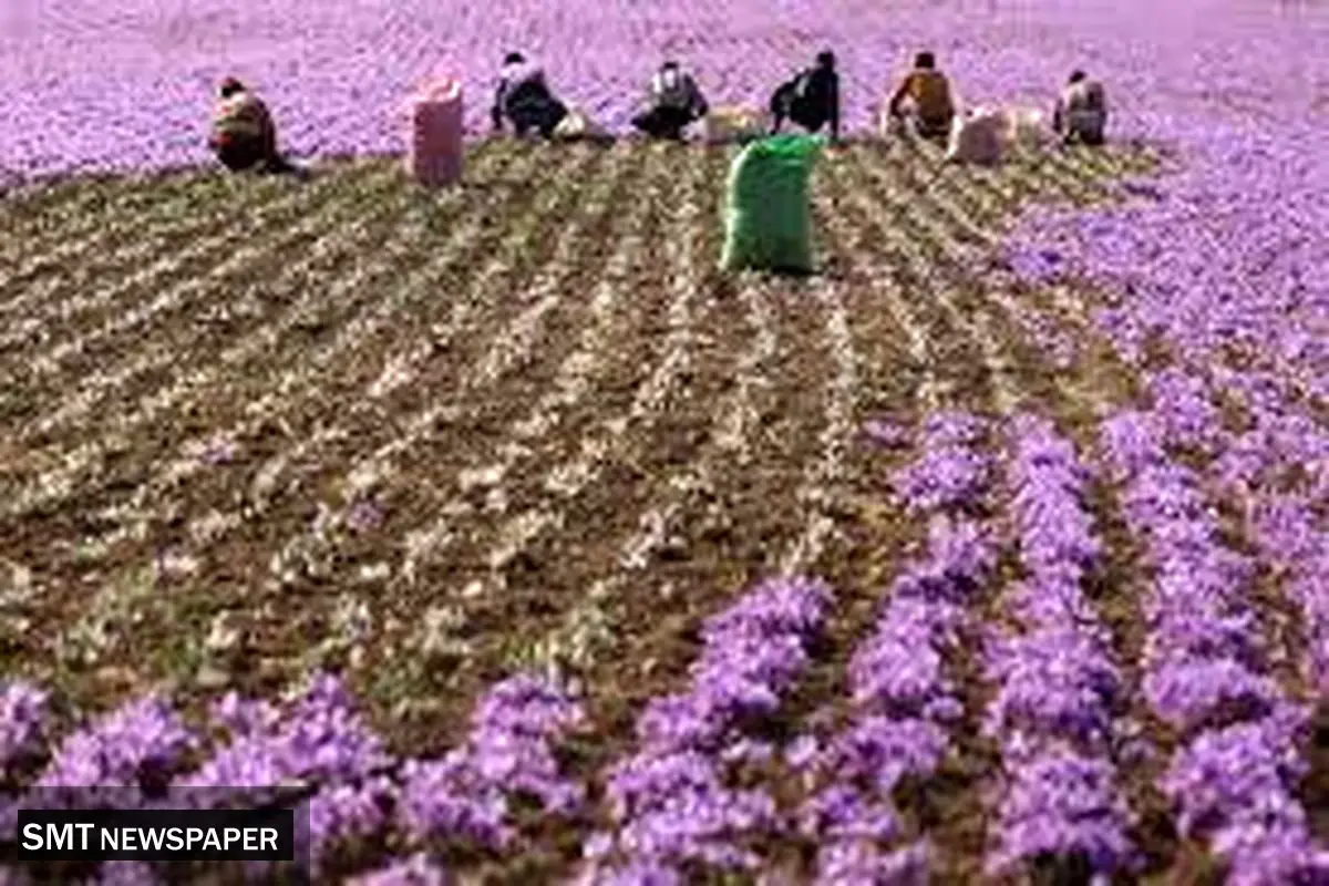 بازار جهانی زعفران را مانند بازار پسته از دست ندهیم