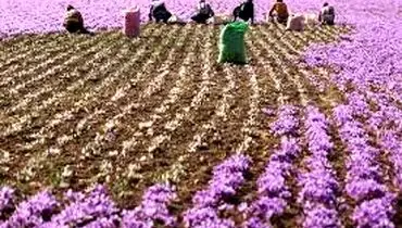بازار جهانی زعفران را مانند بازار پسته از دست ندهیم