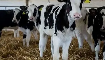 قیمت دام زنده امروز ۲۹ بهمن 1404 + جدول