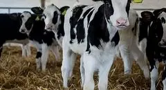 قیمت دام زنده امروز ۲۹ بهمن 1404 + جدول