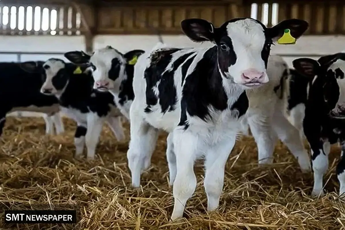 قیمت دام زنده امروز ۲۹ بهمن 1404 + جدول