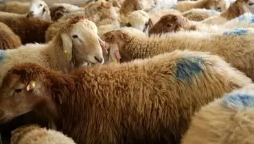 قیمت دام زنده امروز دوشنبه ۳ شهریور ۱۴۰۴ + جدول