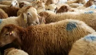 قیمت دام زنده امروز دوشنبه ۳ شهریور ۱۴۰۴ + جدول