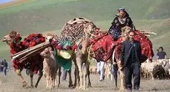 طرح ملی بررسی تغذیه عشایر در ۱۳ استان در حال اجراست