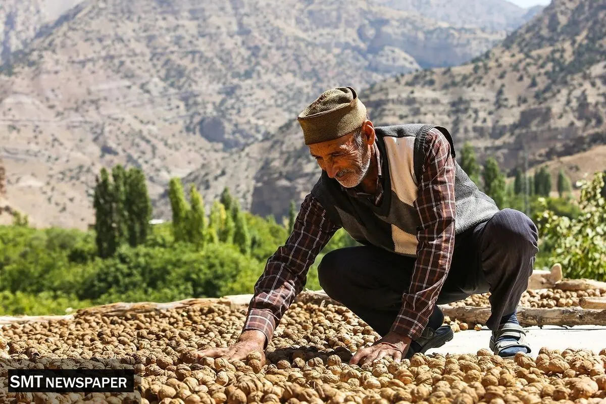 گردو کلیدی در اقتصاد روستایی: تأثیرات مثبت توسعه کشاورزی

