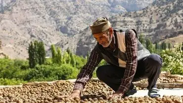 گردو کلیدی در اقتصاد روستایی: تأثیرات مثبت توسعه کشاورزی

