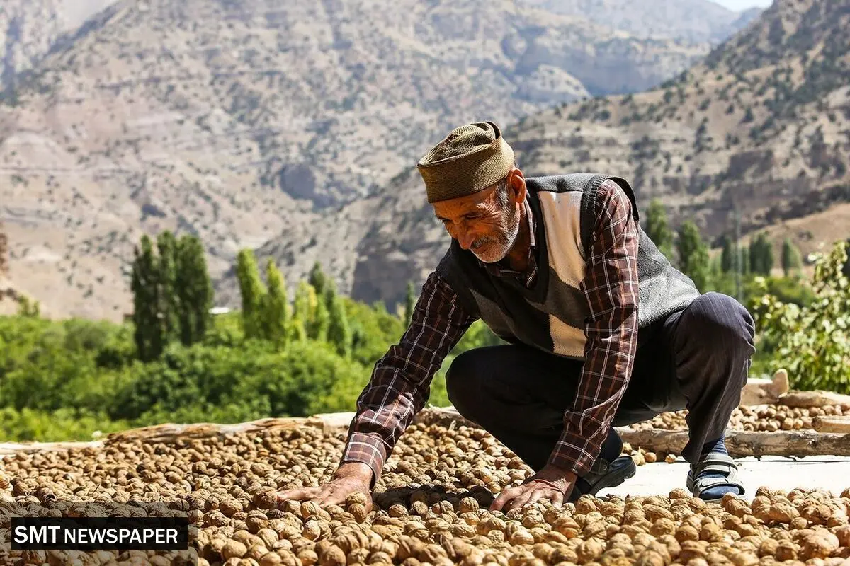 گردو کلیدی در اقتصاد روستایی: تأثیرات مثبت توسعه کشاورزی