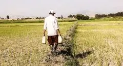 کشاورزی، قربانی مدیریت ناکارآمد