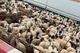 قیمت دام زنده امروز سه شنبه ۳۱ تیر ۱۴۰۴ اعلام شد