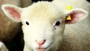 افت قیمت دام زنده امروز چهارشنبه ۷ آبان ۱۴۰۴ + جدول