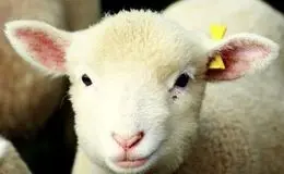 افت قیمت دام زنده امروز چهارشنبه ۷ آبان ۱۴۰۴ + جدول