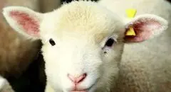 افت قیمت دام زنده امروز چهارشنبه ۷ آبان ۱۴۰۴ + جدول