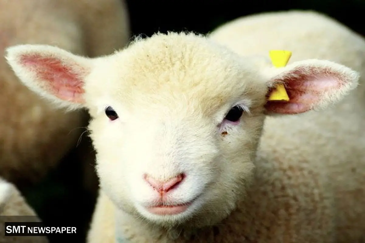 افت قیمت دام زنده امروز چهارشنبه ۷ آبان ۱۴۰۴ + جدول